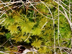 Sphagnum majus