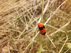 Clytra laeviuscula