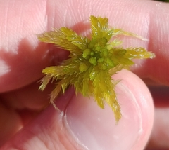 Sphagnum majus