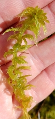 Sphagnum majus