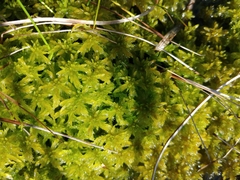 Sphagnum majus