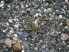 Ixeris tamagawaensis