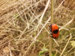 Clytra laeviuscula