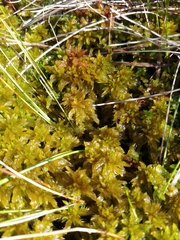 Sphagnum majus