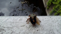 Pentatoma rufipes