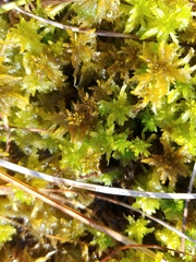Sphagnum majus