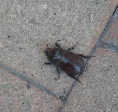 Oryctes nasicornis