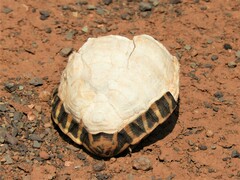 Psammobates tentorius