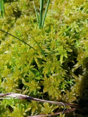 Sphagnum majus
