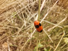 Clytra laeviuscula