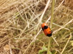 Clytra laeviuscula