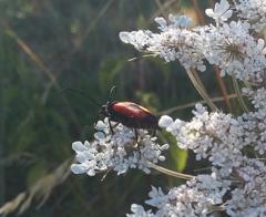 Stictoleptura cordigera