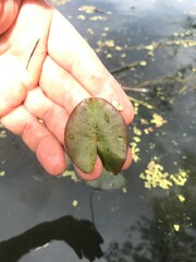 Nuphar microphylla