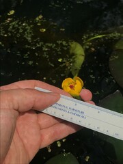 Nuphar microphylla