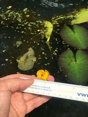 Nuphar microphylla