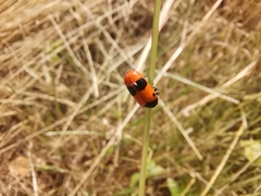 Clytra laeviuscula
