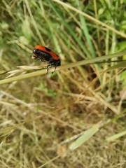 Clytra laeviuscula
