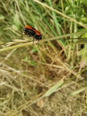 Clytra laeviuscula
