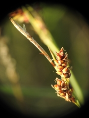 Carex tomentosa
