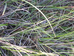 Carex tomentosa