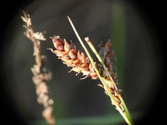 Carex tomentosa