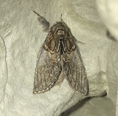 Peridea basitriens