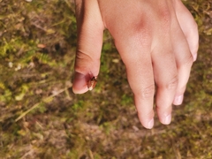 Carpocoris purpureipennis