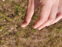 Carpocoris purpureipennis