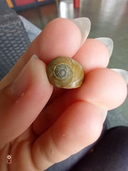 Littorina obtusata