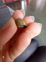 Littorina obtusata