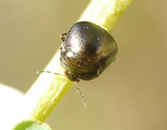 Coptosoma scutellatum