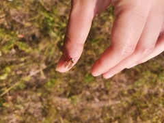 Carpocoris purpureipennis