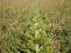 Echium italicum biebersteinii