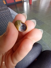 Littorina obtusata