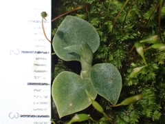 Cheirostylis notialis