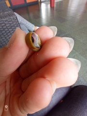 Littorina obtusata