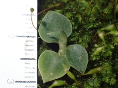 Cheirostylis notialis