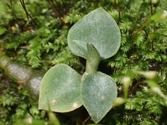 Cheirostylis notialis