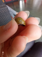 Littorina obtusata