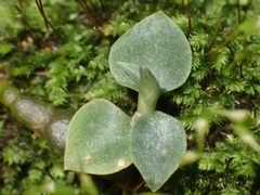 Cheirostylis notialis