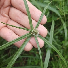 Cyperus aromaticus