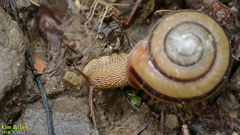 Nesiohelix samarangae