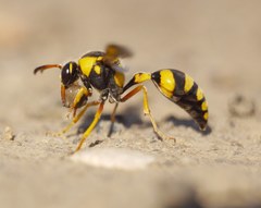 Katamenes dimidiatus