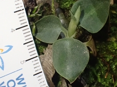 Cheirostylis notialis