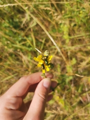 Chrysomelidae