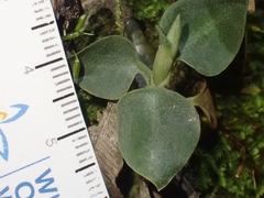 Cheirostylis notialis