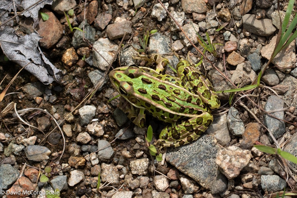 Northern Leopard Frog from Cape Breton, Nova Scotia, Canada on July 03 ...