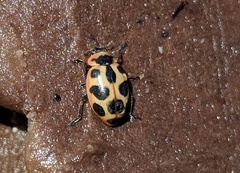 Naemia seriata