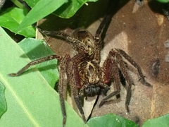 Heteropoda distincta
