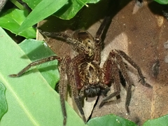 Heteropoda distincta